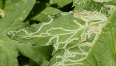 Phytomyza bipunctata