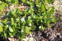 Salix nummularia