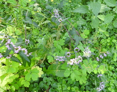 Phlomoides tuberosa