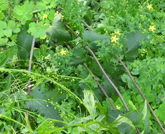 Phlomoides tuberosa