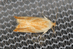 Ancylis platanana
