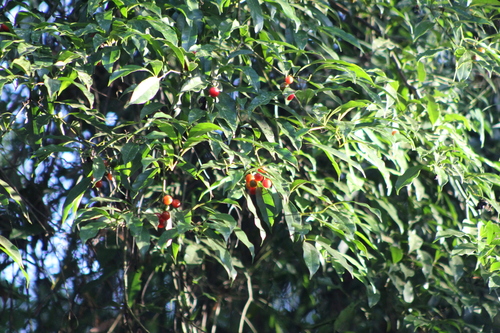 Cordia ecalyculata, photograph 6