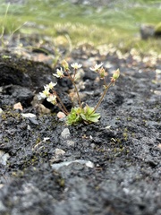 Micranthes stellaris