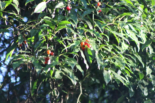 Cordia ecalyculata, photograph 5