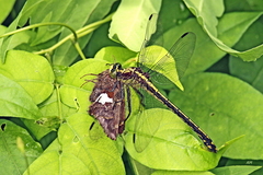 Dromogomphus spinosus