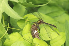 Dromogomphus spinosus