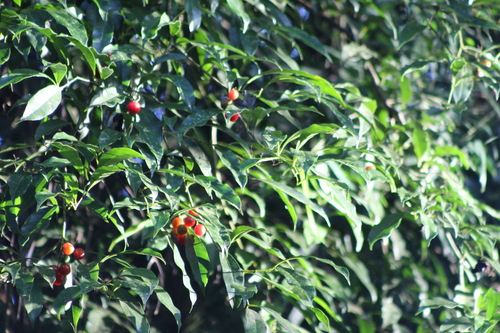 Cordia ecalyculata, photograph 4