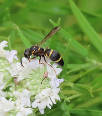 Parancistrocerus fulvipes