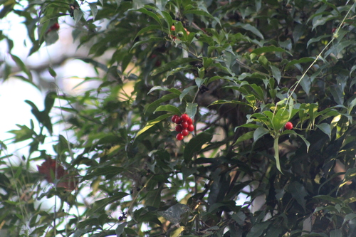 Cordia ecalyculata, photograph 3