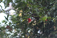 Cordia ecalyculata