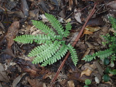 Adiantum silvaticum