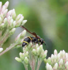Parancistrocerus fulvipes