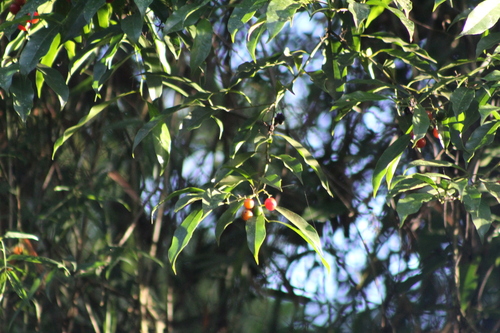 Cordia ecalyculata, photograph 1