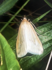 Loxostege turbidalis