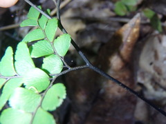 Adiantum silvaticum