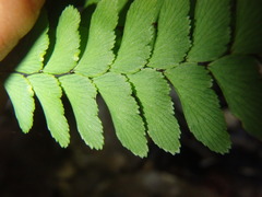 Adiantum silvaticum