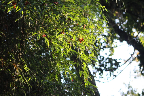Cordia ecalyculata, photograph 2
