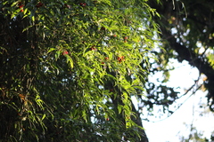 Cordia ecalyculata