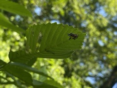 Macracantha hasselti