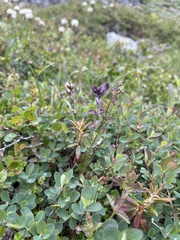 Thalictrum alpinum