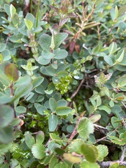 Thalictrum alpinum