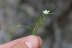 Moehringia muscosa