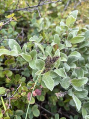 Carex atrata