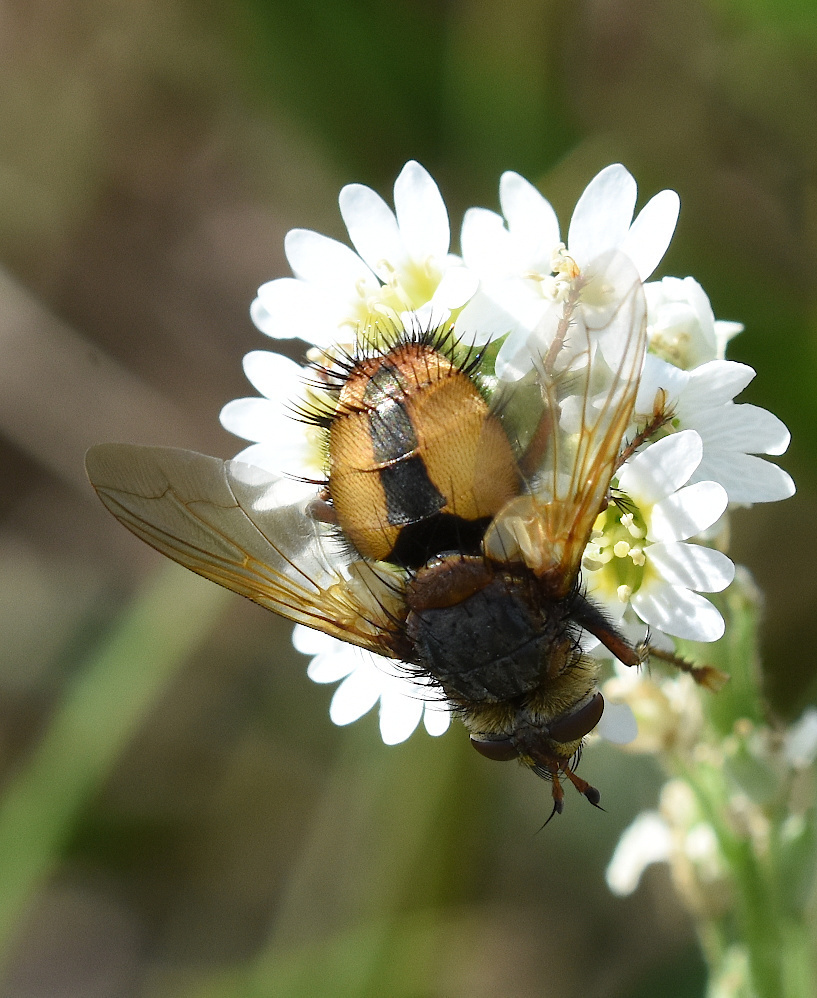 Tachina fera from 55-010 Siechnice, Poland on July 15, 2022 at 04:36 PM ...