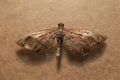 Eupithecia scopariata