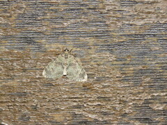 Hydriomena furcata