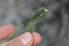 Moehringia muscosa