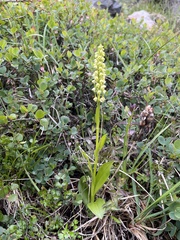 Platanthera hyperborea