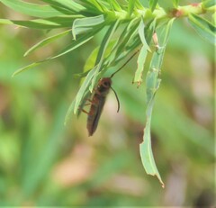 Oberea erythrocephala