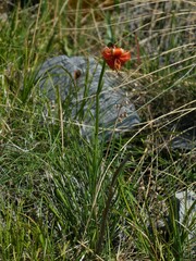 Lilium pomponium