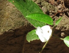 Leptosia alcesta inalcesta