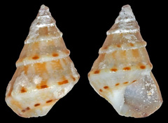 Plesiotrochus unicinctus
