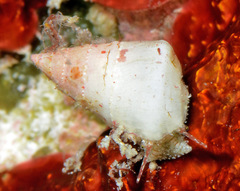 Plesiotrochus unicinctus