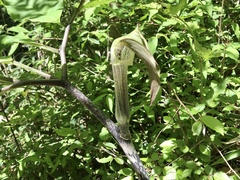 Arisaema iyoanum