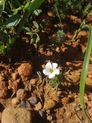 Oxalis tenuifolia