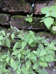 Araneae
