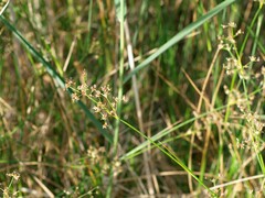 Juncus subnodulosus
