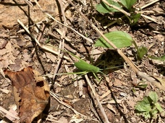 Shirakisotima japonica