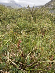 Carex rariflora