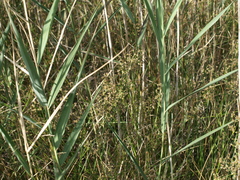 Juncus subnodulosus