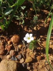 Oxalis tenuifolia