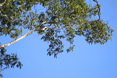 Balfourodendron riedelianum