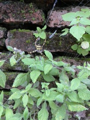 Araneae