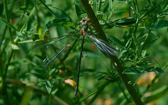 Chalcolestes viridis