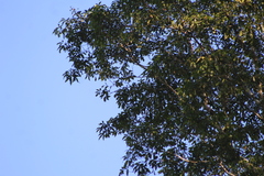 Balfourodendron riedelianum