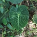 Philodendron pseudoverrucosum - Photo (c) ©Yuleidy E. Castro L., some rights reserved (CC BY-NC), uploaded by ©Yuleidy E. Castro L.